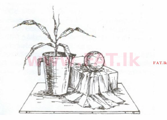 உள்ளூர் பாடத்திட்டம் : சாதாரண நிலை (சா/த) சித்திரம் - 2013 டிசம்பர் - தாள்கள் II (தமிழ் மொழிமூலம்) 1 2