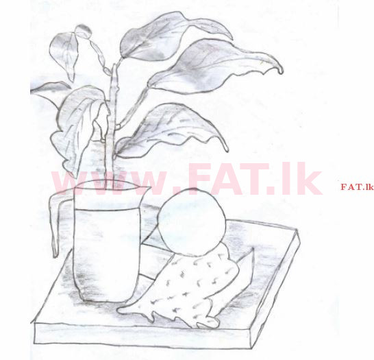 உள்ளூர் பாடத்திட்டம் : சாதாரண நிலை (சா/த) சித்திரம் - 2013 டிசம்பர் - தாள்கள் II (தமிழ் மொழிமூலம்) 1 1305