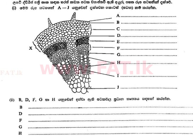 National Syllabus : Advanced Level (A/L) Botany - 1989 August - Paper II A (සිංහල Medium) 3 1