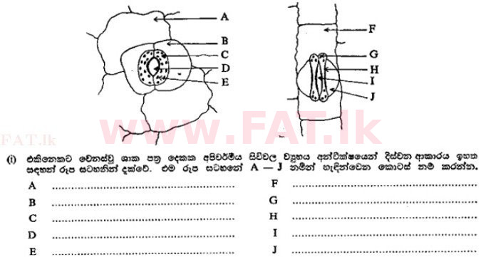 உள்ளூர் பாடத்திட்டம் : உயர்தரம் (உ/த) தாவரவியல் - 1989 ஆகஸ்ட் - தாள்கள் II A (සිංහල மொழிமூலம்) 4 1