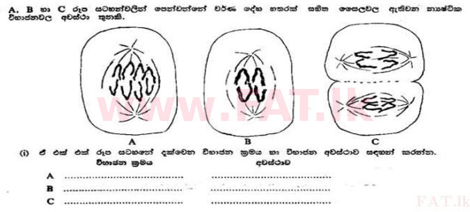 National Syllabus : Advanced Level (A/L) Botany - 1991 August - Paper II A (සිංහල Medium) 3 1