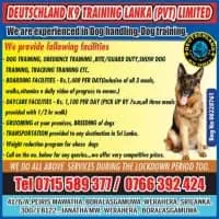 Deutschland K9 Training Lanka - Dog Training Coursesmt3